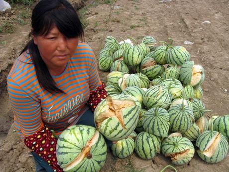 Shaun the Sheep, Poisonous Plants and Butter Lettuce Bouquets. This is China. Watermelon scandal