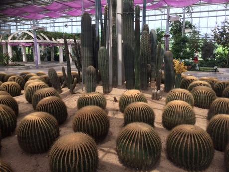 Shaun the Sheep, Poisonous Plants and Butter Lettuce Bouquets. This is China. Cacti in Greenhouses Xi'an