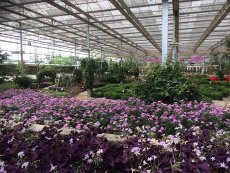 Shaun the Sheep, Poisonous Plants and Butter Lettuce Bouquets. This is China. Greenhouse in China Tropical plants