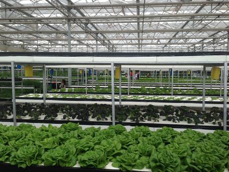 Shaun the Sheep, Poisonous Plants and Butter Lettuce Bouquets. This is China. Agricultural Greenhouses in Xian