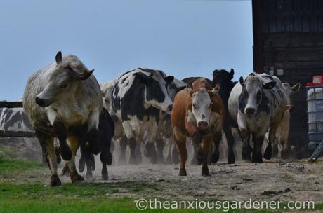 Cows out to pasture (2)
