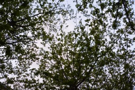 DSC_0727 DSC_0727