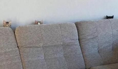 Top 10 Super Sneaky Super Spy Peeking Cats Cats Peeking Over A Sofa