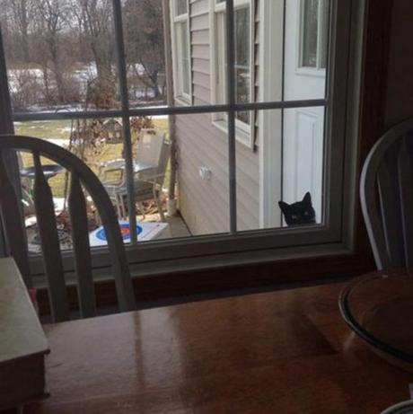 Top 10 Super Sneaky Super Spy Peeking Cats Cat Peeking Through a Window