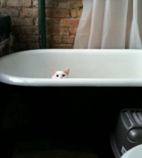 Top 10 Super Sneaky Super Spy Peeking Cats Cat Peeking Over A Bath