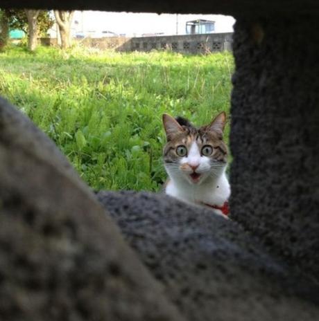 Top 10 Super Sneaky Super Spy Peeking Cats Cat Peeking Through a Brick