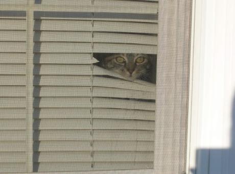 Top 10 Super Sneaky Super Spy Peeking Cats Cat Peeking Over A Blind
