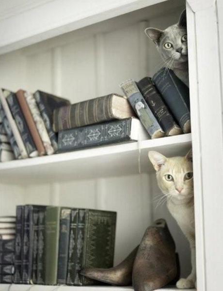 Top 10 Super Sneaky Super Spy Peeking Cats Cat Peeking Around a Corner