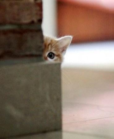 top-10-super-sneaky-super-spy-peeking-cats-L-po5JCD.jpeg