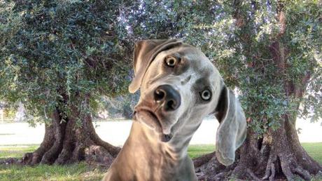 In a dog eats cats world Transgender-Dog-1024x576