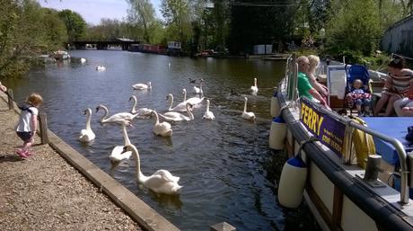 Swans and Ferry Swans and Ferry