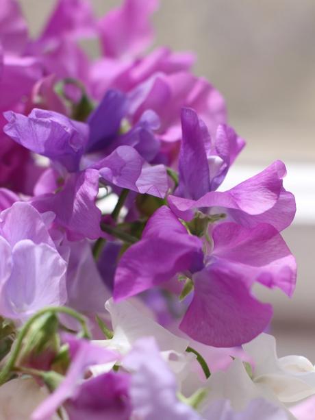 In A Vase On Monday – Sweet Pea Success & A Winner In A Vase On Monday – Sweet Pea Success & A Winner
