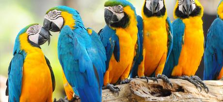 The macaw -a colorful tropical parrot The macaw -a colorful tropical parrot