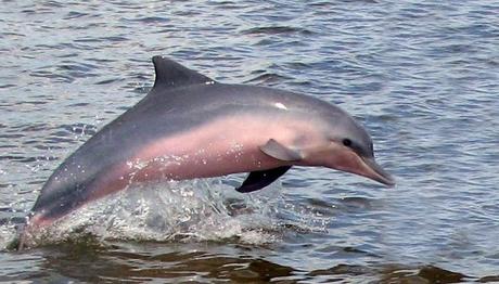 The Amazon river dolphin The Amazon river dolphin