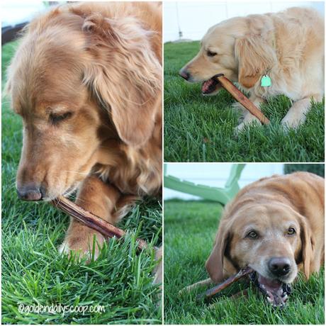 odor free bully sticks for dogs that are aggressive chewers