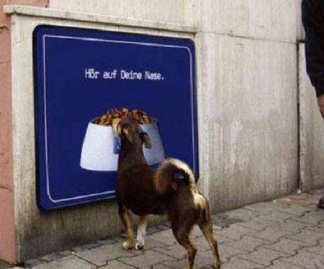 Top 10 Funny Dogs Interacting With Their Environment Dog Interacting With Food Picture