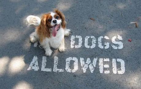 Top 10 Funny Dogs Interacting With Their Environment Dog Making Political Statement