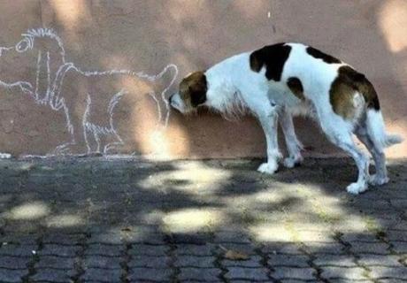 Top 10 Funny Dogs Interacting With Their Environment Dog Sniffing Picture Of Other Dog