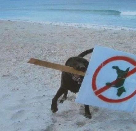 Top 10 Funny Dogs Interacting With Their Environment Dog Takes No Dog Sign