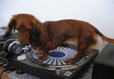 Top 10 Funny Dogs Interacting With Their Environment Dog Spins Of Record Player