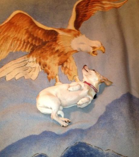 Top 10 Funny Dogs Interacting With Their Environment Dog Interacting With a Blanket