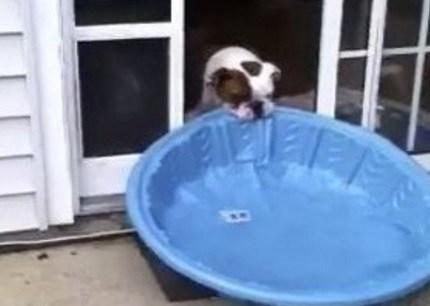 Top 10 Funny Dogs Interacting With Their Environment Dog Dragging Pool Inside