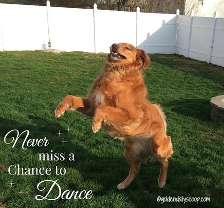 never-miss-a-chance-to-dance-golden-retriever