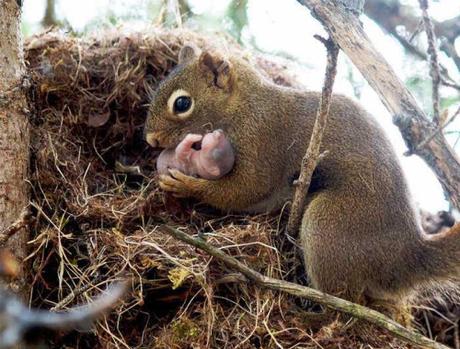 Animal family portraits families14