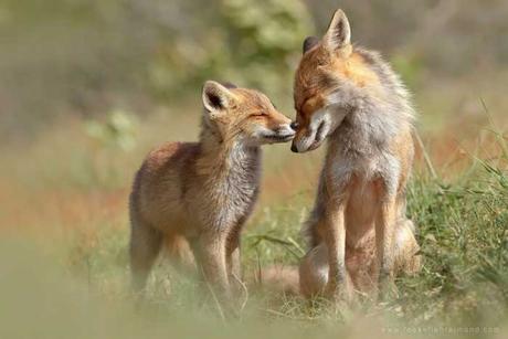 Animal family portraits families4