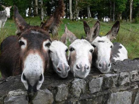 Animal family portraits families2