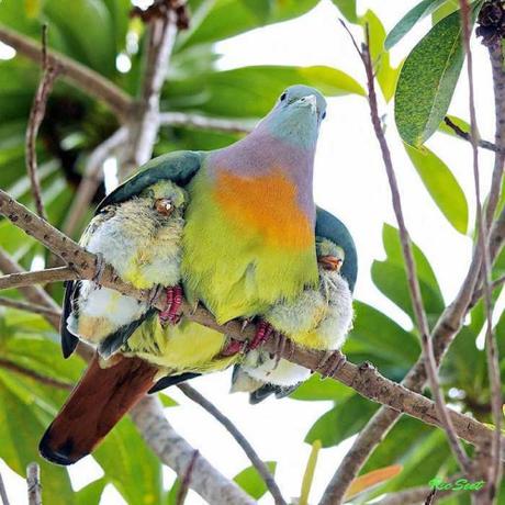 Animal family portraits families13