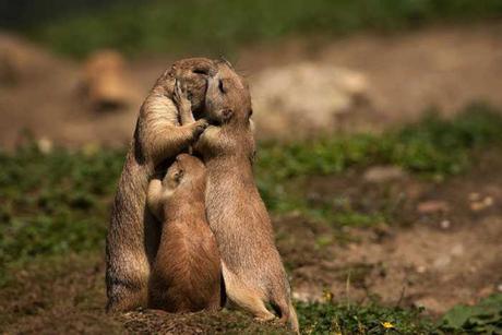 Animal family portraits families7