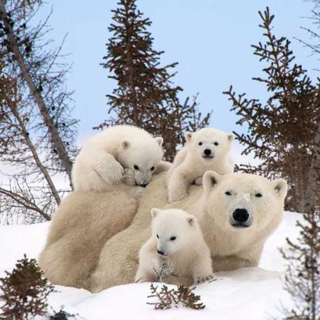 Animal family portraits families5