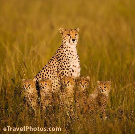Animal family portraits families11