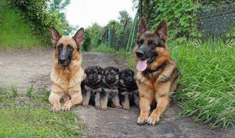Animal family portraits families12