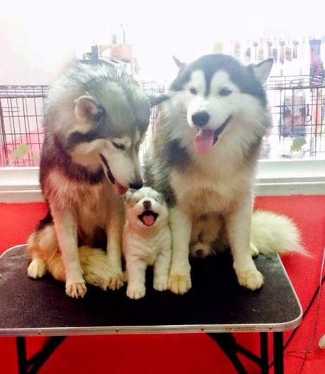 Animal family portraits families