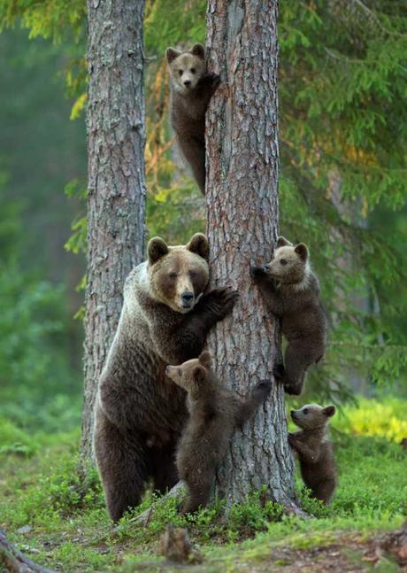 Animal family portraits families3