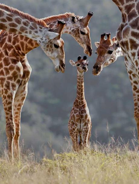 Animal family portraits families1