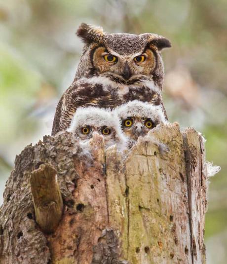 Animal family portraits families8