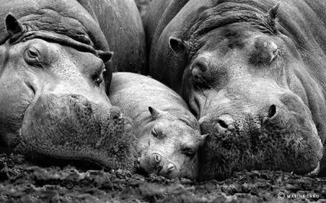 Animal family portraits families15
