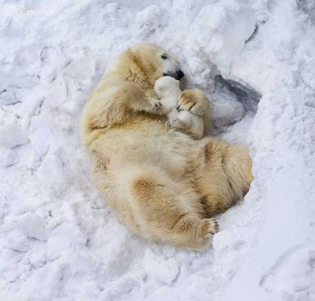Animal family portraits familiesX