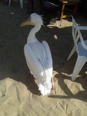 Friday’s Featured Food: Barbecued Fish and Flag Beer on N’Gor Beach, Dakar, Senegal N'gor beach, Dakar, Senegal
