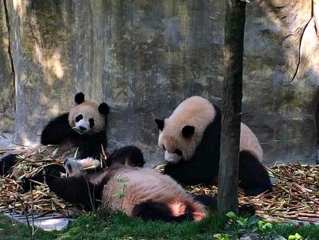 Pandas in Chengdu? Don’t Mind if I Do! Pandas at research centre