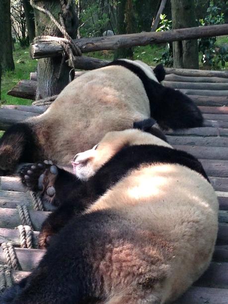 Pandas in Chengdu? Don’t Mind if I Do! Pandas sleeping in Chengdu
