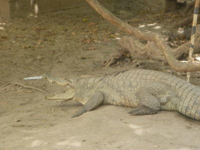 Stroking Crocodiles at Kachikally Pool, Bakau, The Gambia Kachikally Crocodile Pool needs your help