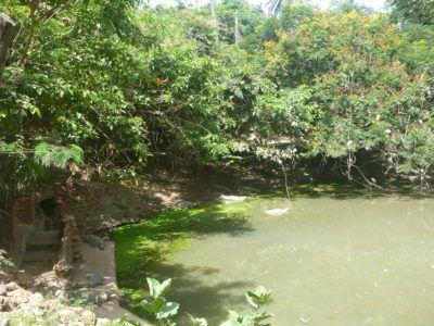 Stroking Crocodiles at Kachikally Pool, Bakau, The Gambia Kachikally Crocodile Pool needs your help
