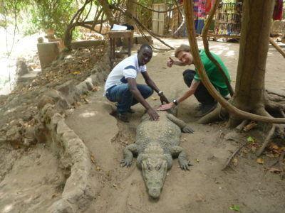 Stroking Crocodiles at Kachikally Pool, Bakau, The Gambia Moses Bajo and I, stroking the crocodile!