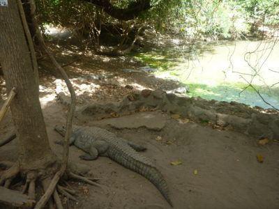 Stroking Crocodiles at Kachikally Pool, Bakau, The Gambia Stroking Crocodiles at Kachikally Pool, Bakau, The Gambia