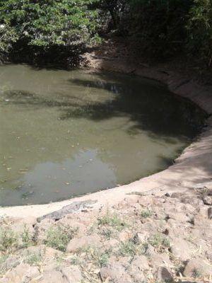Stroking Crocodiles at Kachikally Pool, Bakau, The Gambia Kachikally Crocodile Pool in Bakau, the Gambia