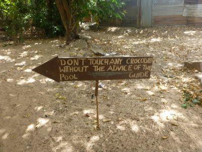 Stroking Crocodiles at Kachikally Pool, Bakau, The Gambia This is entirely at your own risk